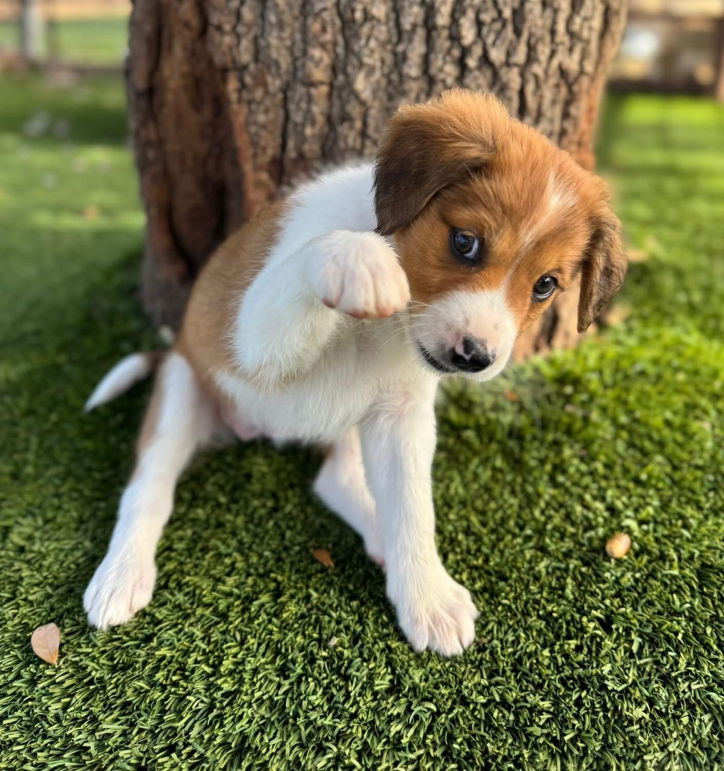Enlarge Gumball, a ADOPTABLE mixed breed in Southlake, TX image 4/5