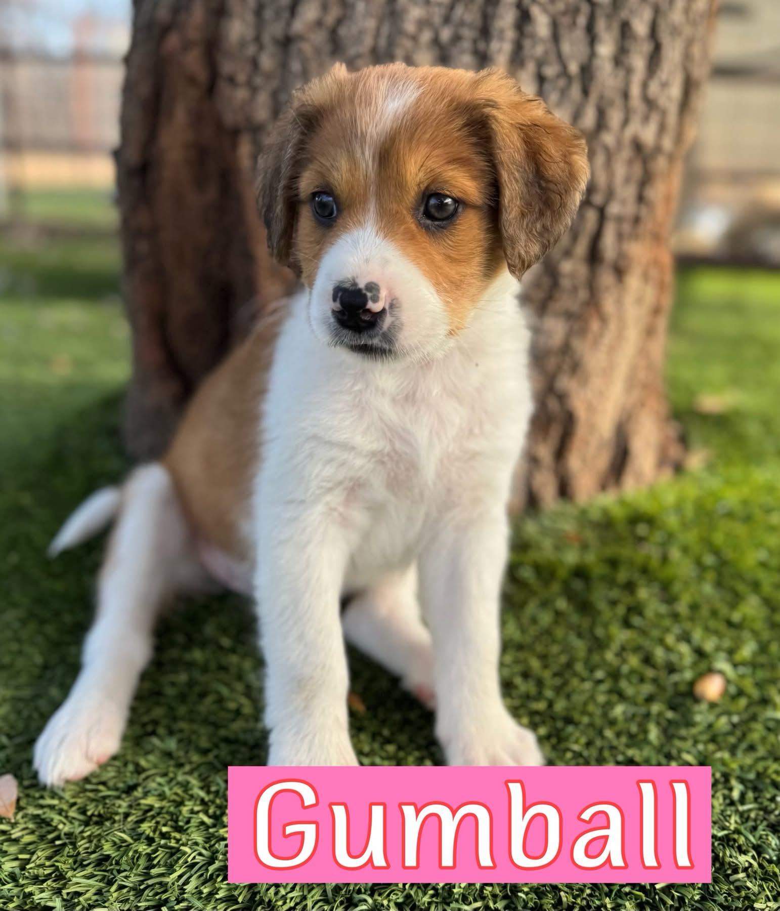 Enlarge Gumball, a ADOPTABLE mixed breed in Southlake, TX image 1/5