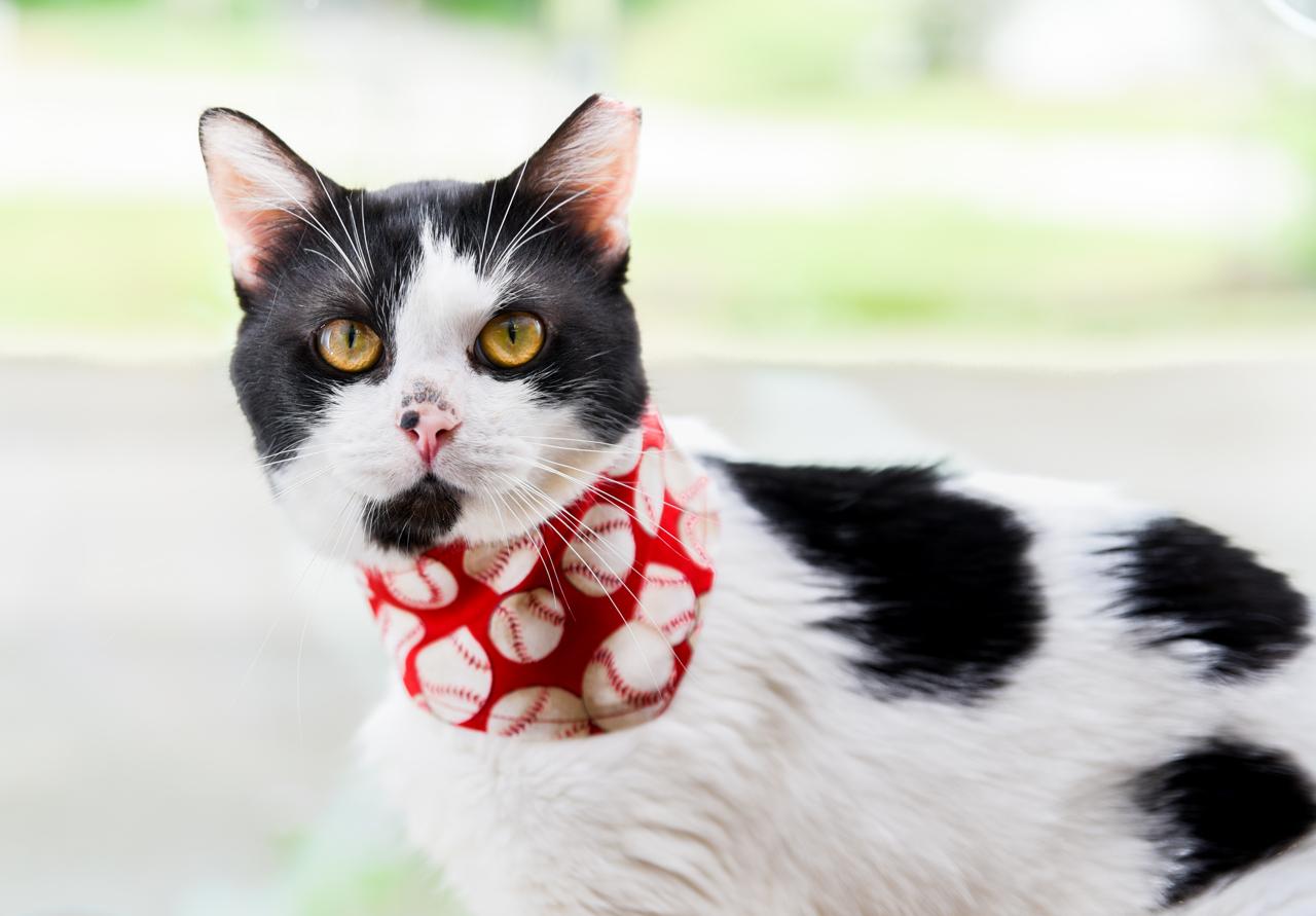 Enlarge Oli, an adopted mixed breed in Chattanooga, TN image 5/6