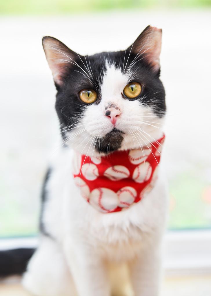 Enlarge Oli, an adopted mixed breed in Chattanooga, TN image 4/6