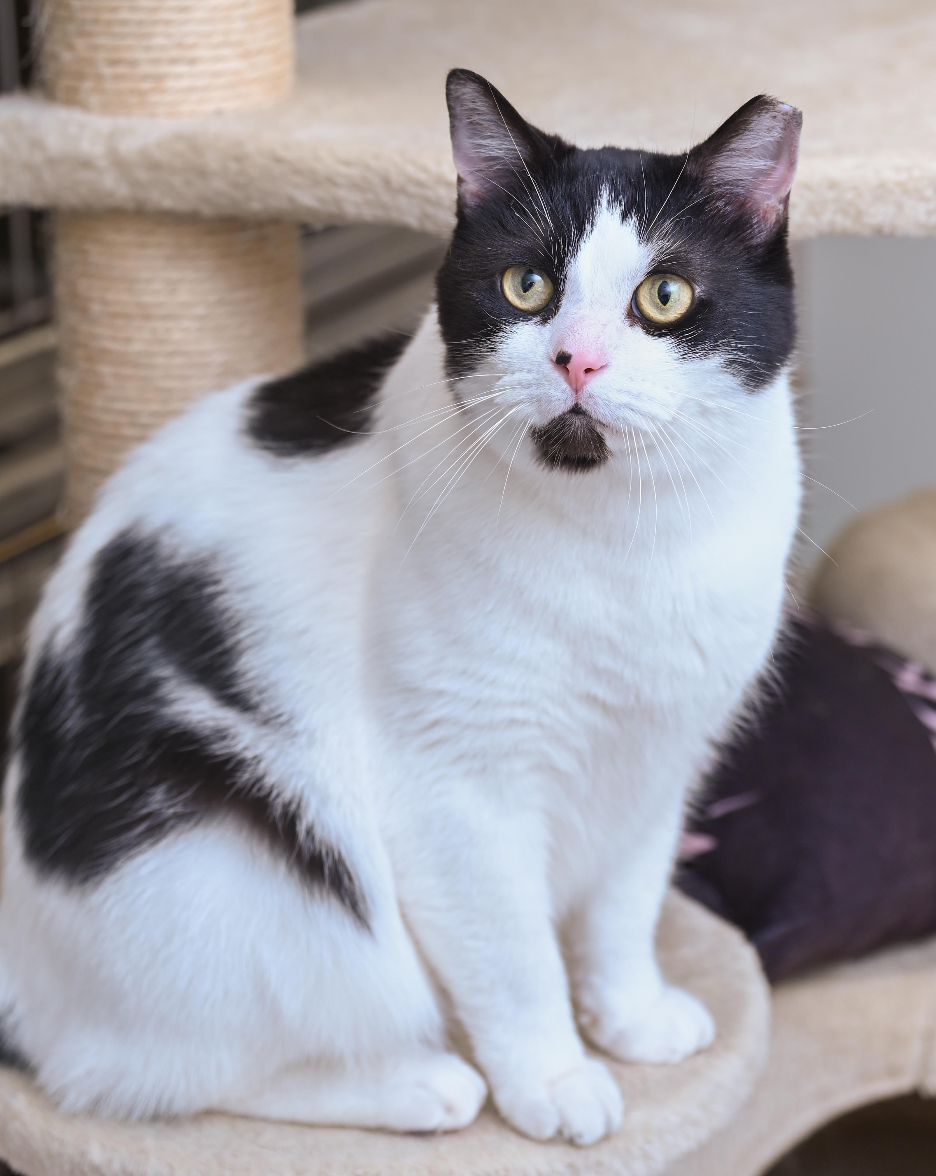 Enlarge Oli, an adopted mixed breed in Chattanooga, TN image 1/6