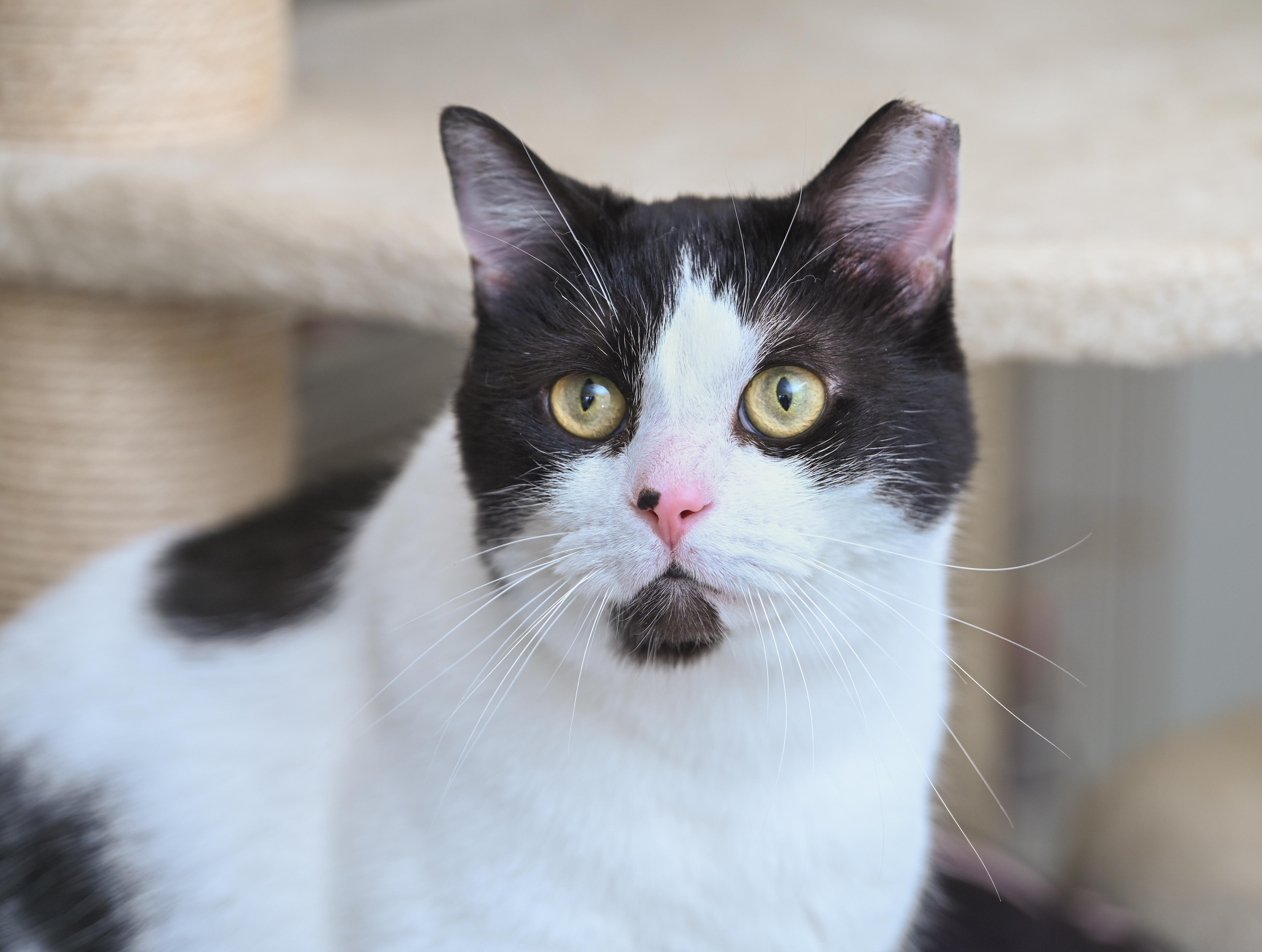 Enlarge Oli, an adopted mixed breed in Chattanooga, TN image 2/6