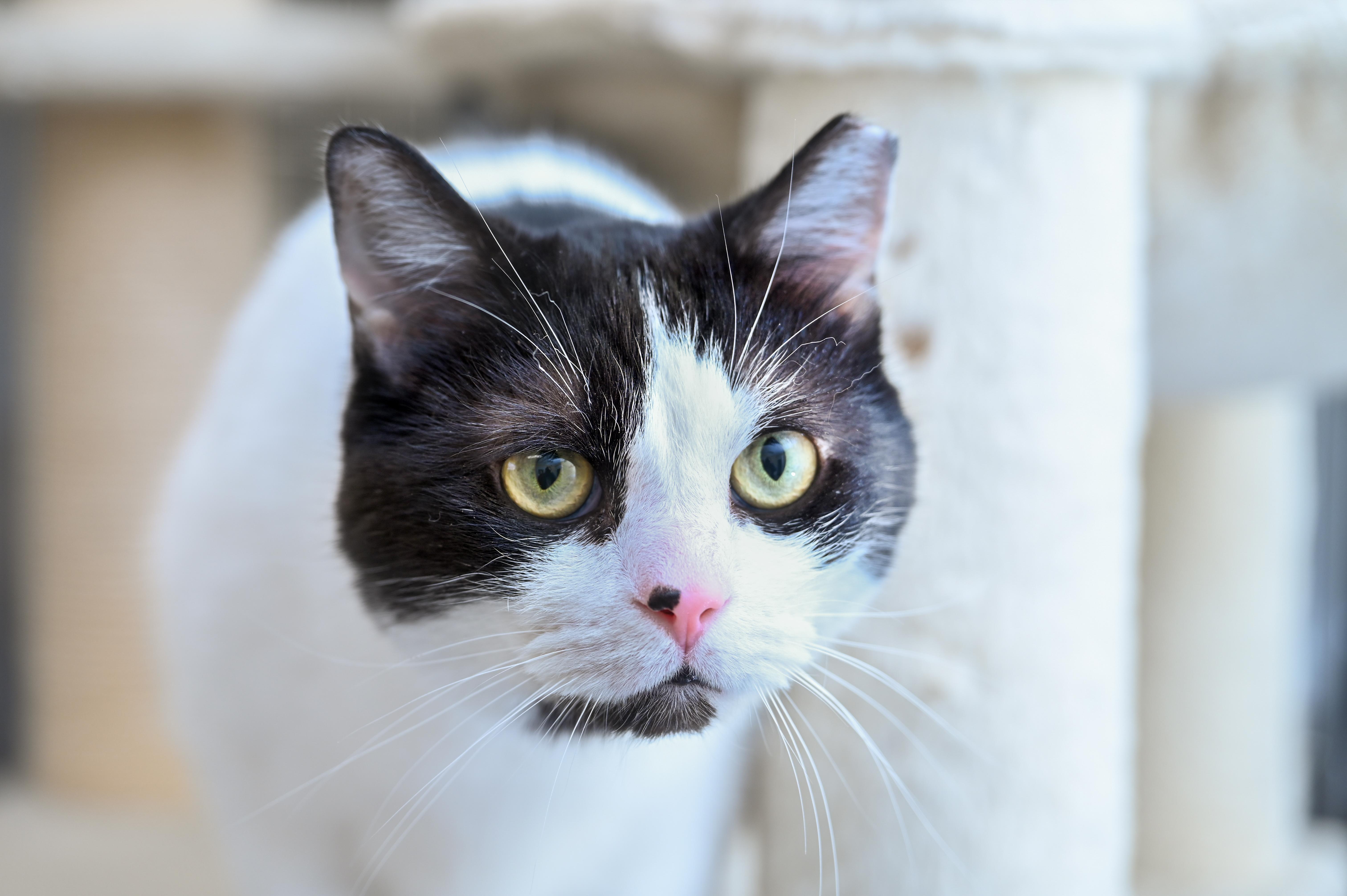 Enlarge Oli, an adopted mixed breed in Chattanooga, TN image 3/6