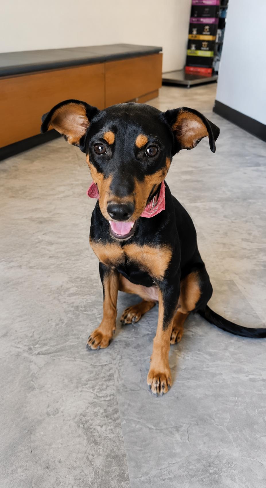 Enlarge Xochil, a Adoptable mixed breed in Oceanside, CA image 2/3