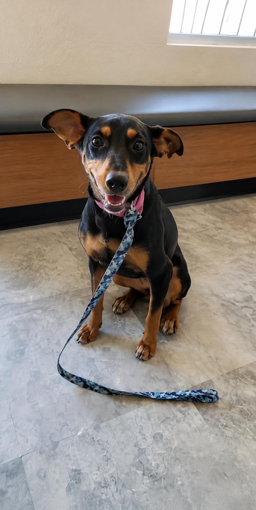 Enlarge Xochil, a Adoptable mixed breed in Oceanside, CA image 3/3
