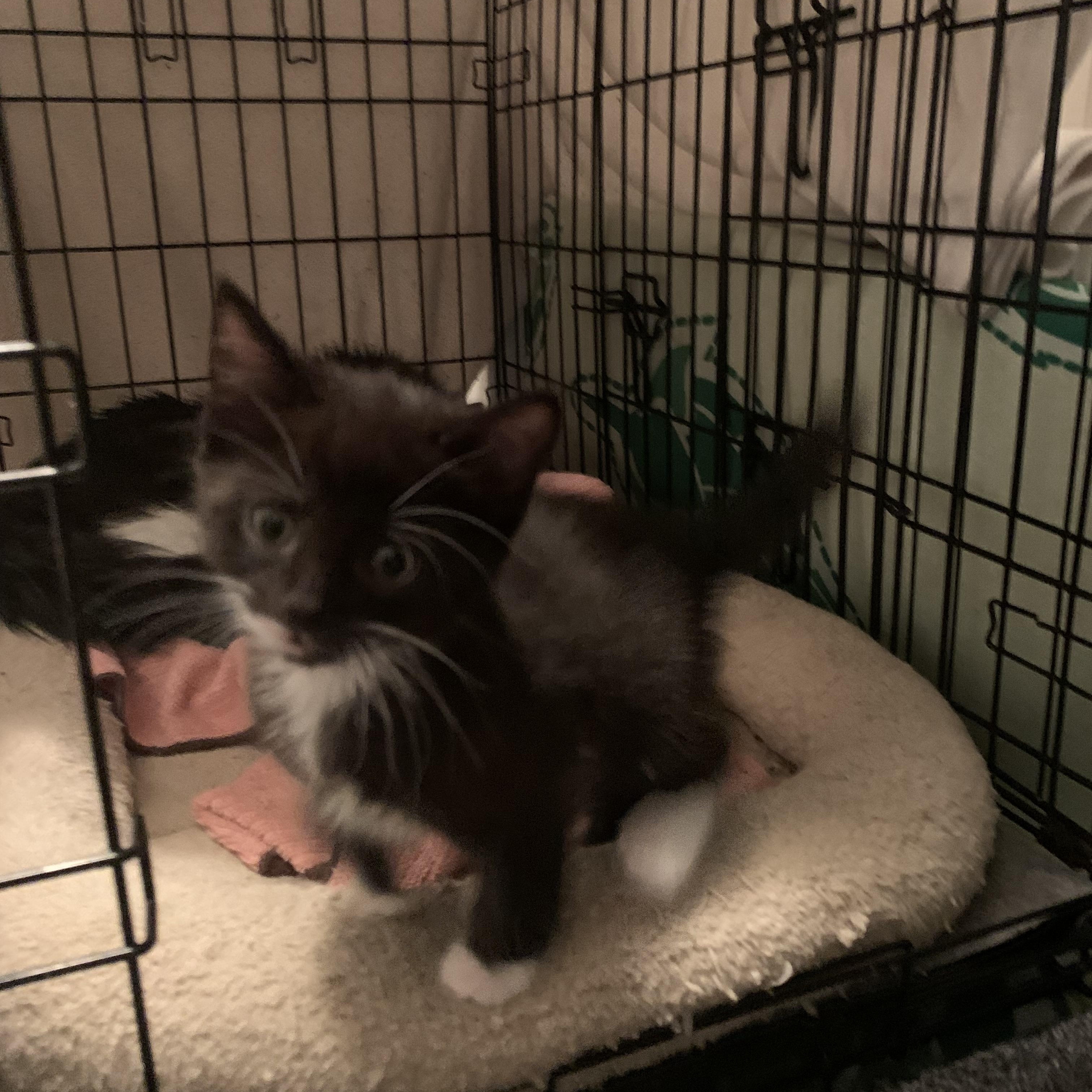 Enlarge Lukas, a ADOPTABLE Domestic Medium Hair in Shelby Township, MI image 2/2