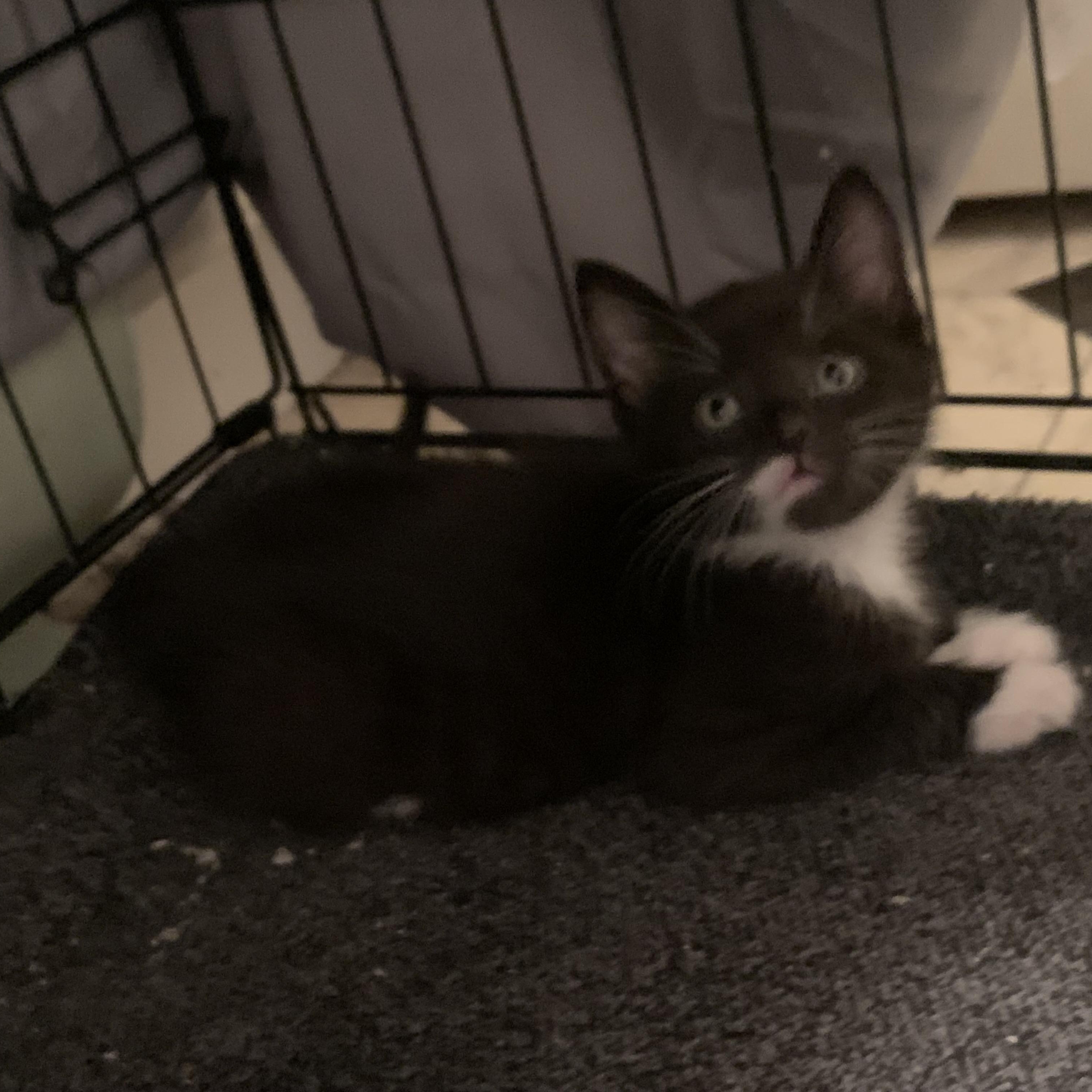 Lukas, ADOPTABLE, Kitten Male Domestic Medium Hair.
