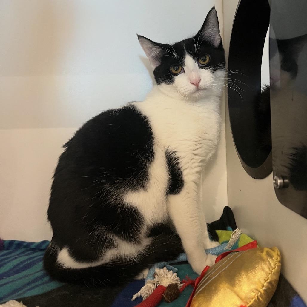 Enlarge Cookie, a Adoptable Domestic Short Hair in Matteson, IL image 1/2