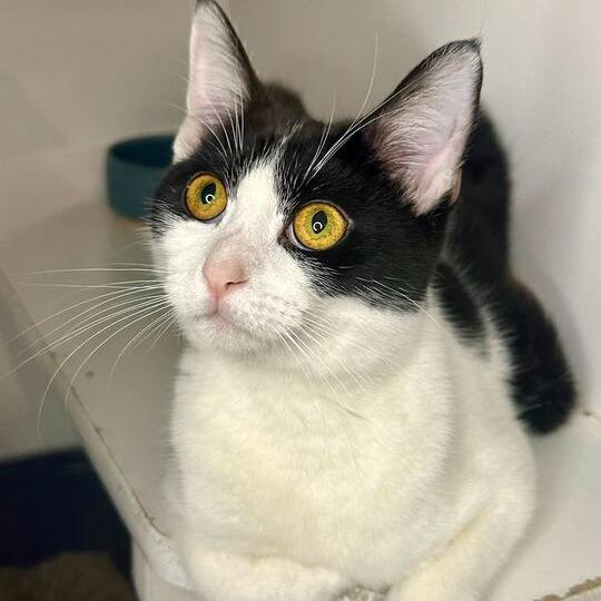 Enlarge Cookie, a Adoptable Domestic Short Hair in Matteson, IL image 2/2