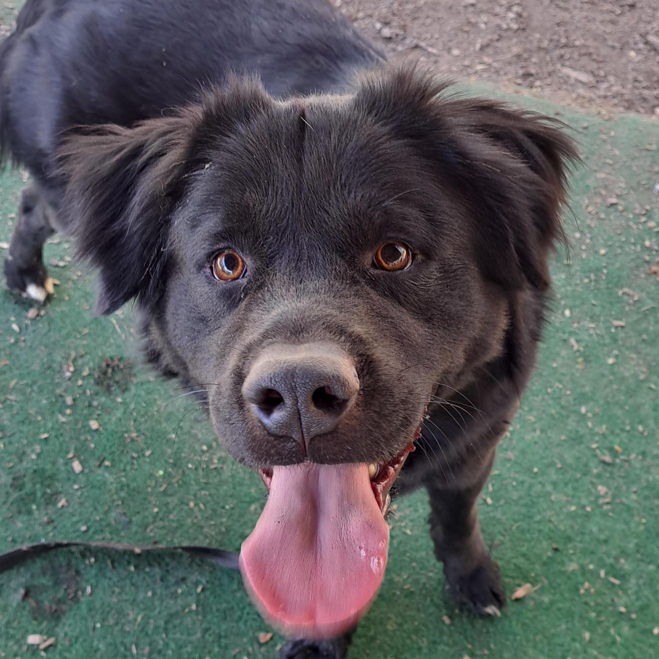 Digger, an adopted mixed breed in Cedarburg, WI image 3/6