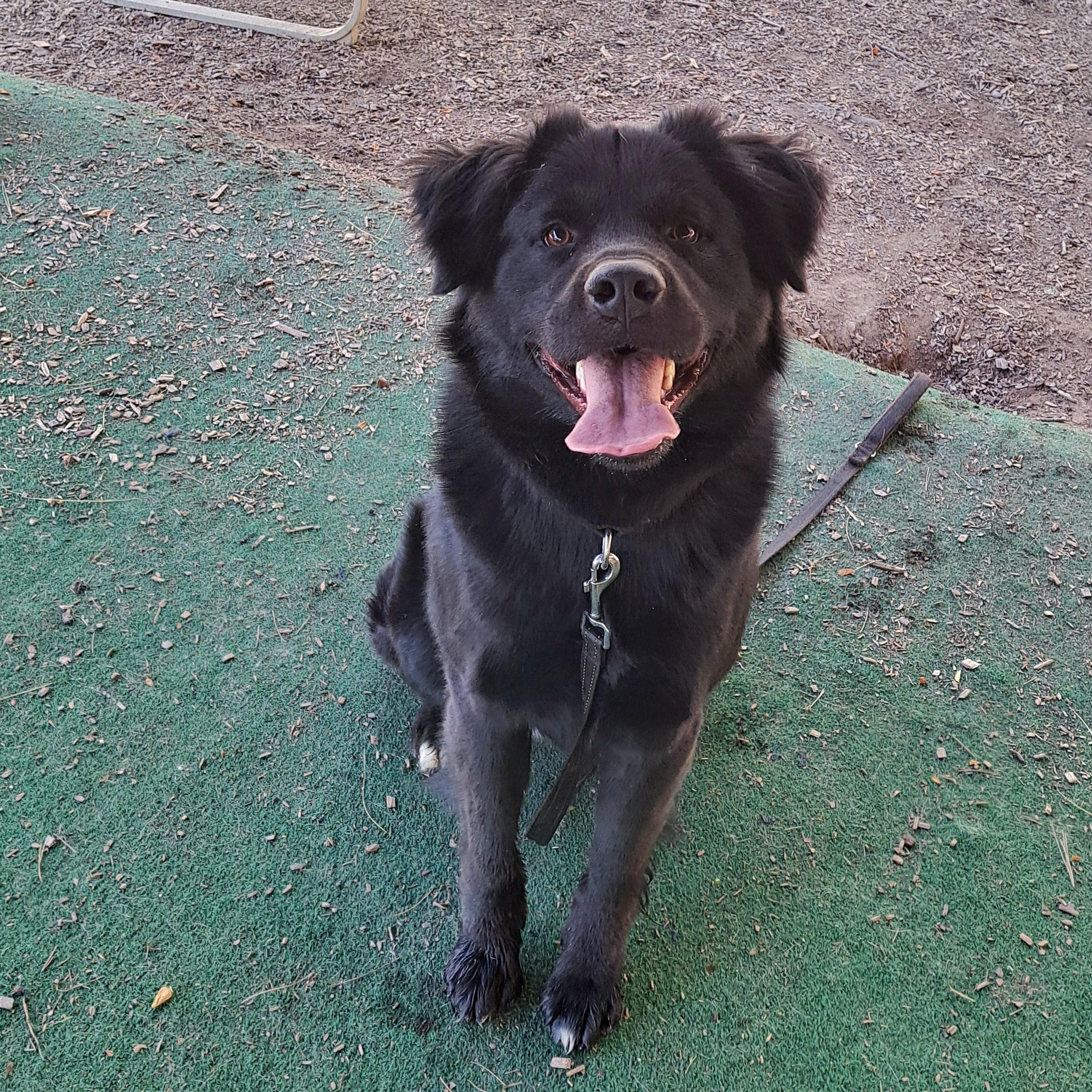 Digger, an adopted mixed breed in Cedarburg, WI image 5/6