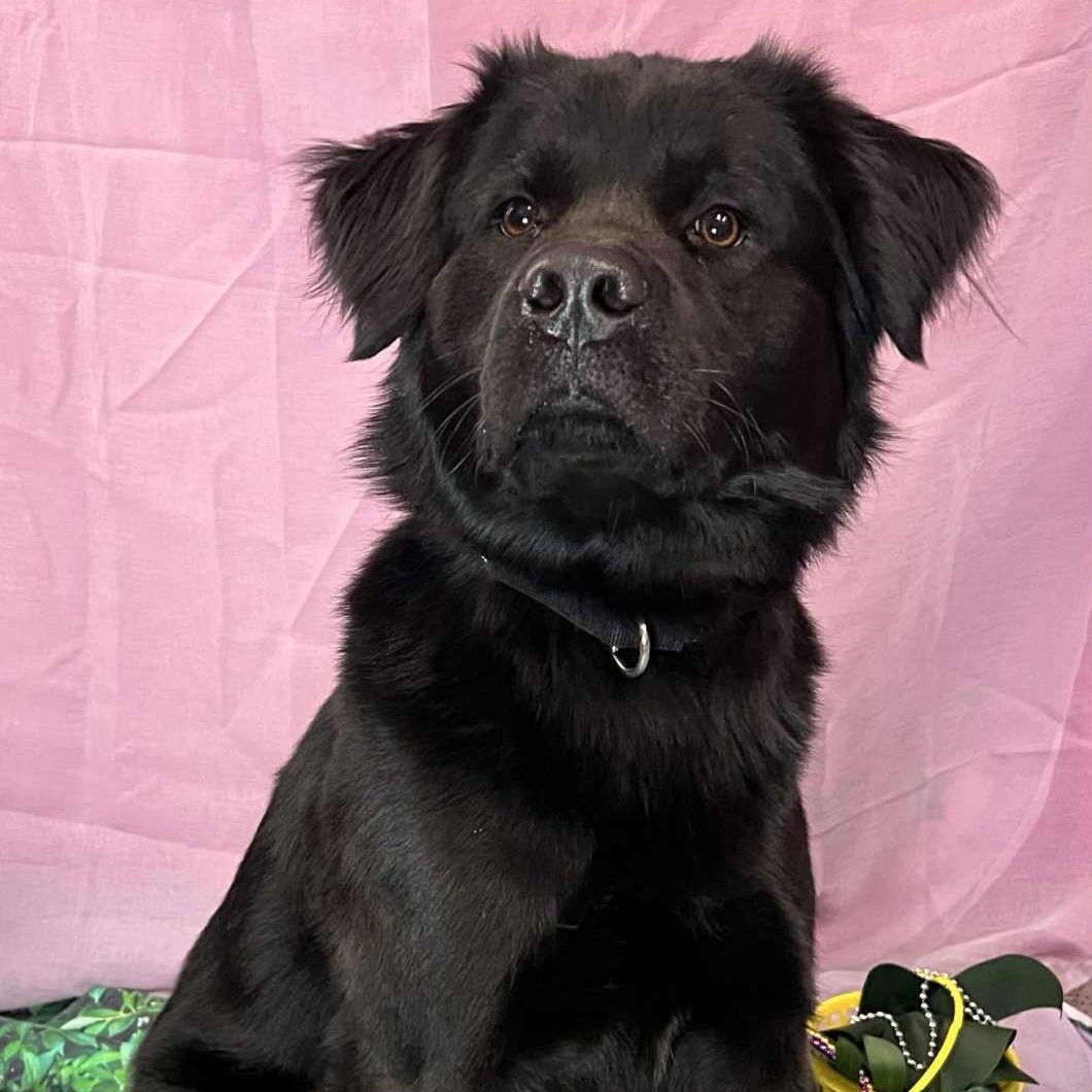 Digger, an adopted mixed breed in Cedarburg, WI image 6/6