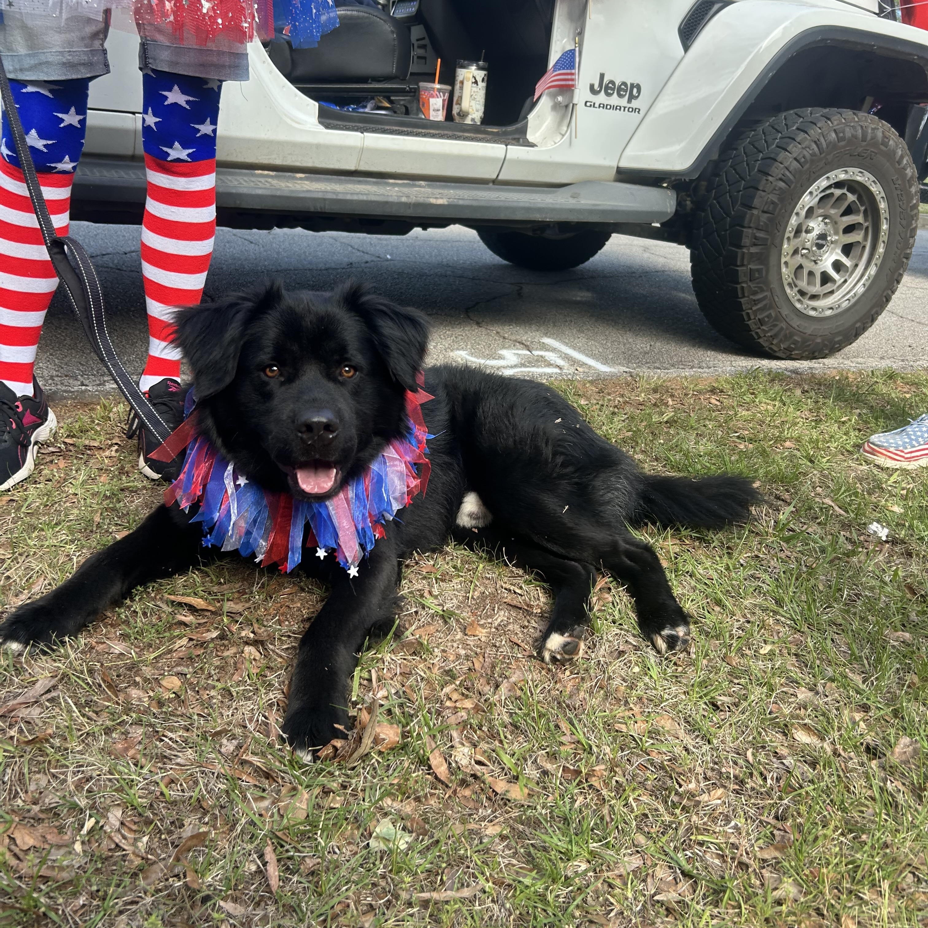 Digger, an adopted mixed breed in Cedarburg, WI image 4/6