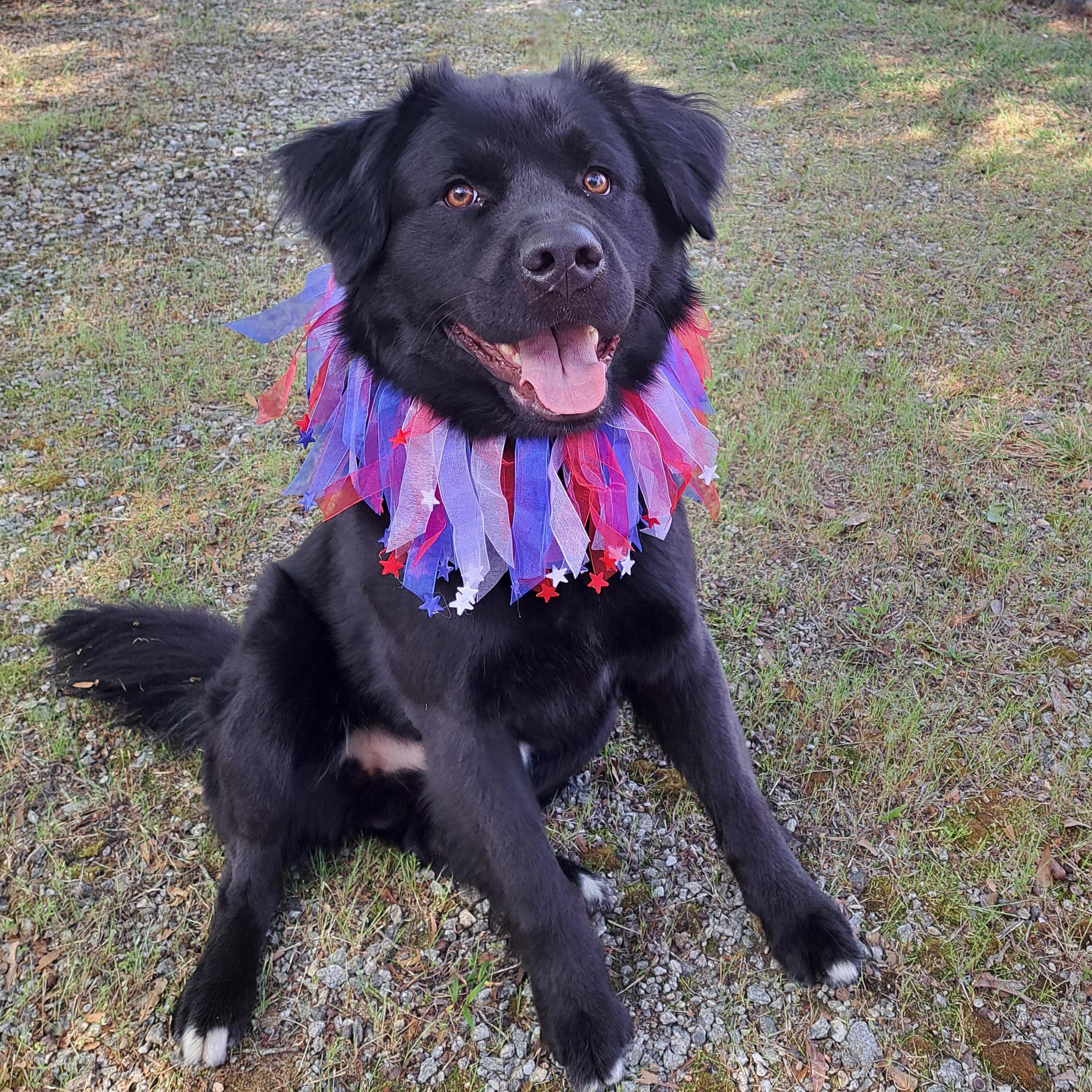 Digger, an adopted mixed breed in Cedarburg, WI image 2/6