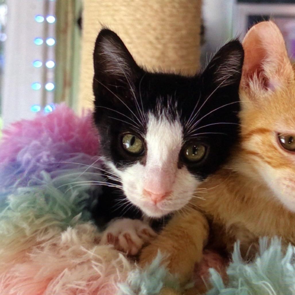 Jude, Adoptable, Kitten Male Domestic Short Hair.