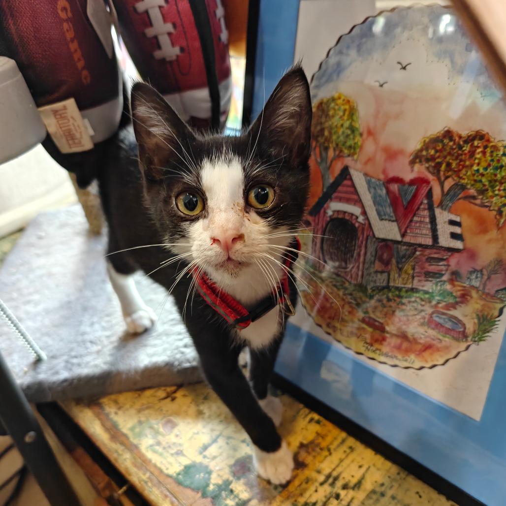 Enlarge Jude, a Adoptable Domestic Short Hair in New Orleans, LA image 2/3