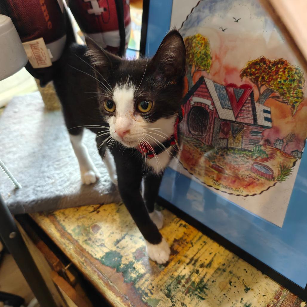 Enlarge Jude, a Adoptable Domestic Short Hair in New Orleans, LA image 3/3