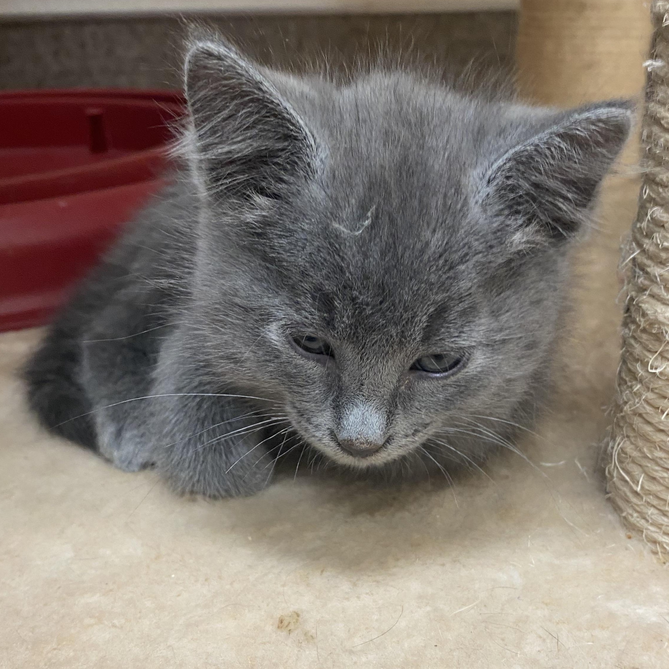 Jack, an adoptable Domestic Short Hair, Russian Blue in Pocatello, ID, 83201 | Photo Image 5