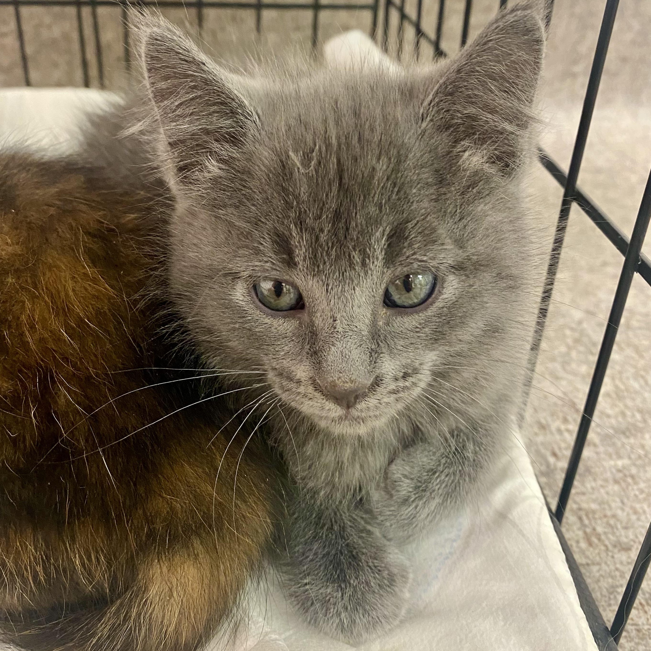 Jack, an adoptable Domestic Short Hair, Russian Blue in Pocatello, ID, 83201 | Photo Image 1