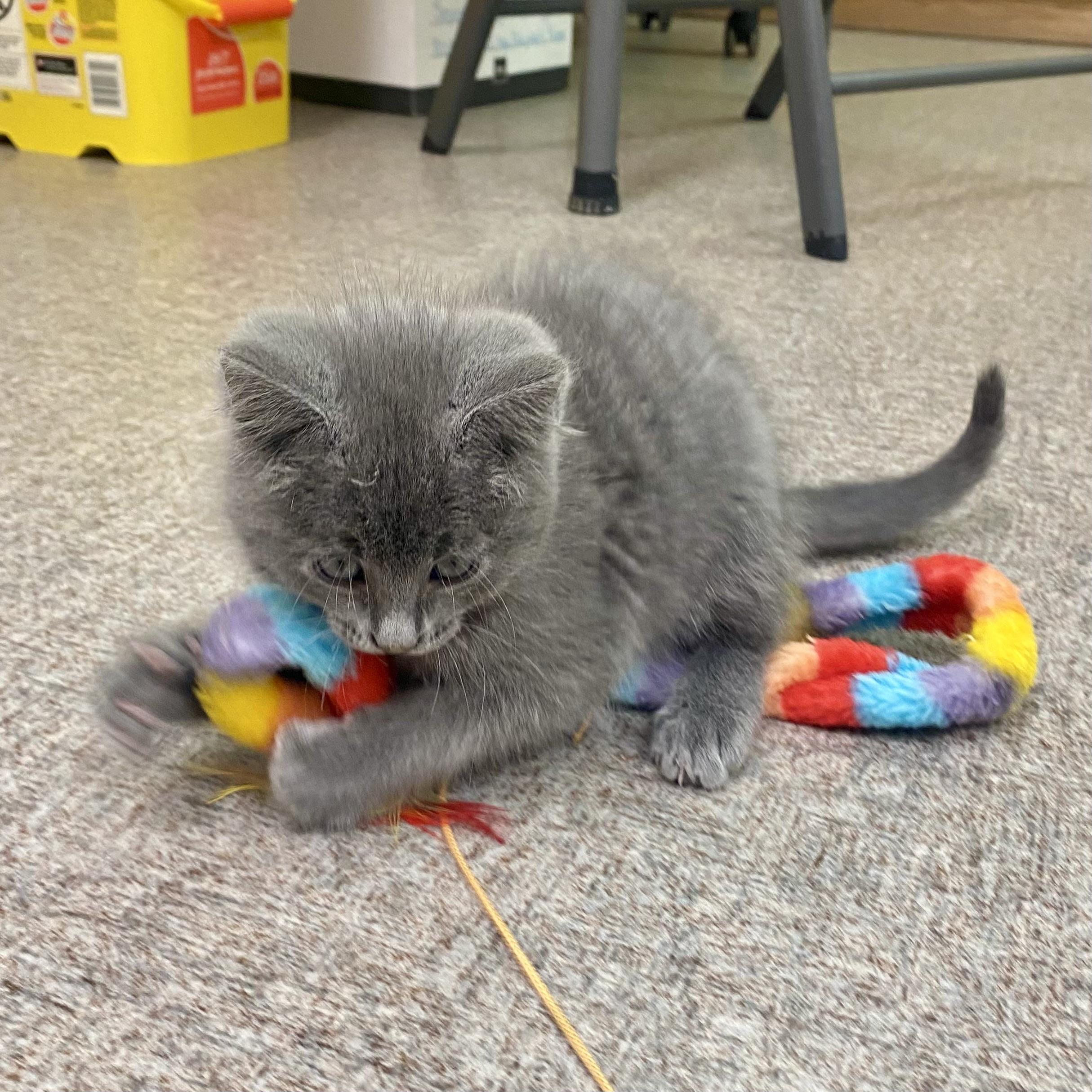 Jack, an adoptable Domestic Short Hair, Russian Blue in Pocatello, ID, 83201 | Photo Image 3