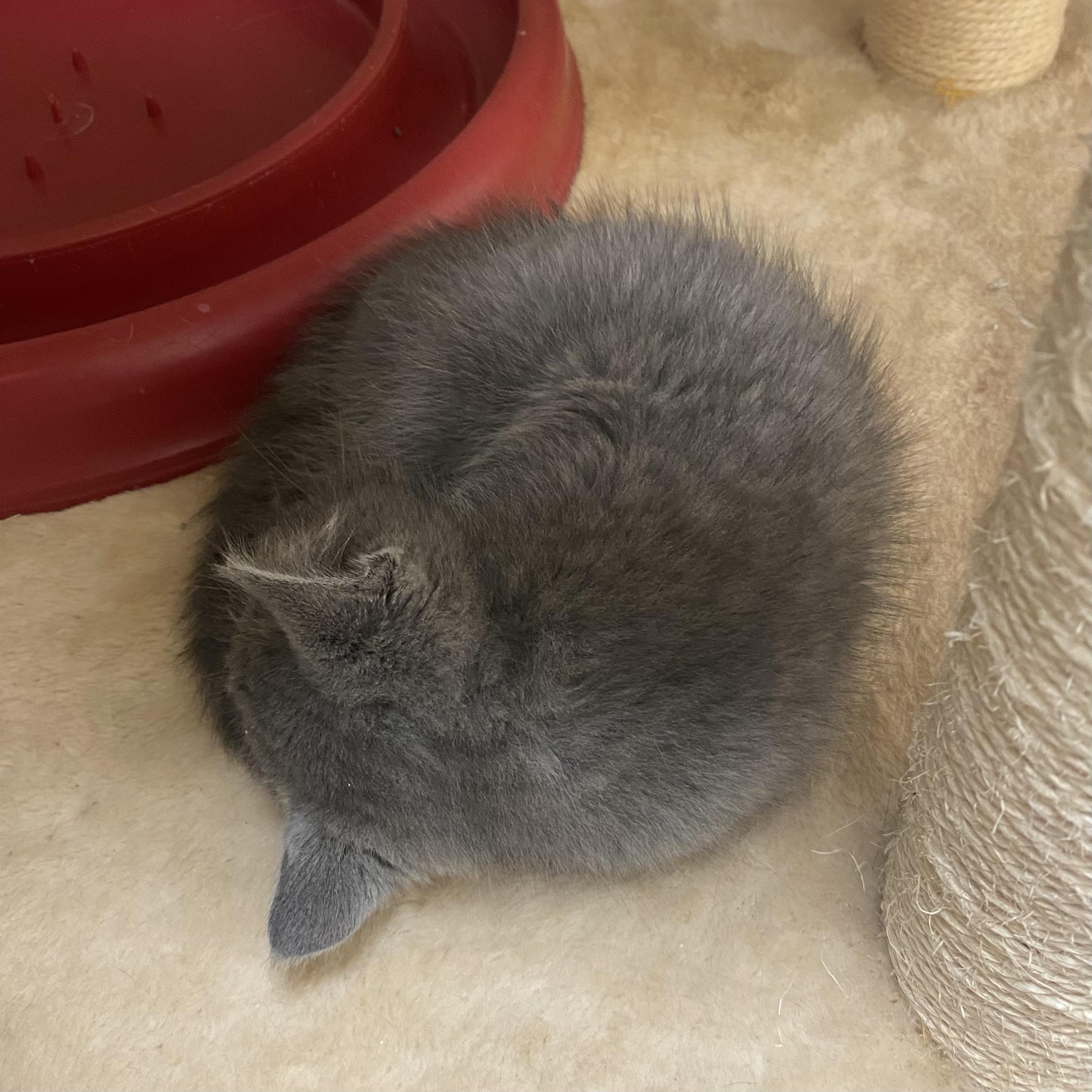 Jack, an adoptable Domestic Short Hair, Russian Blue in Pocatello, ID, 83201 | Photo Image 4