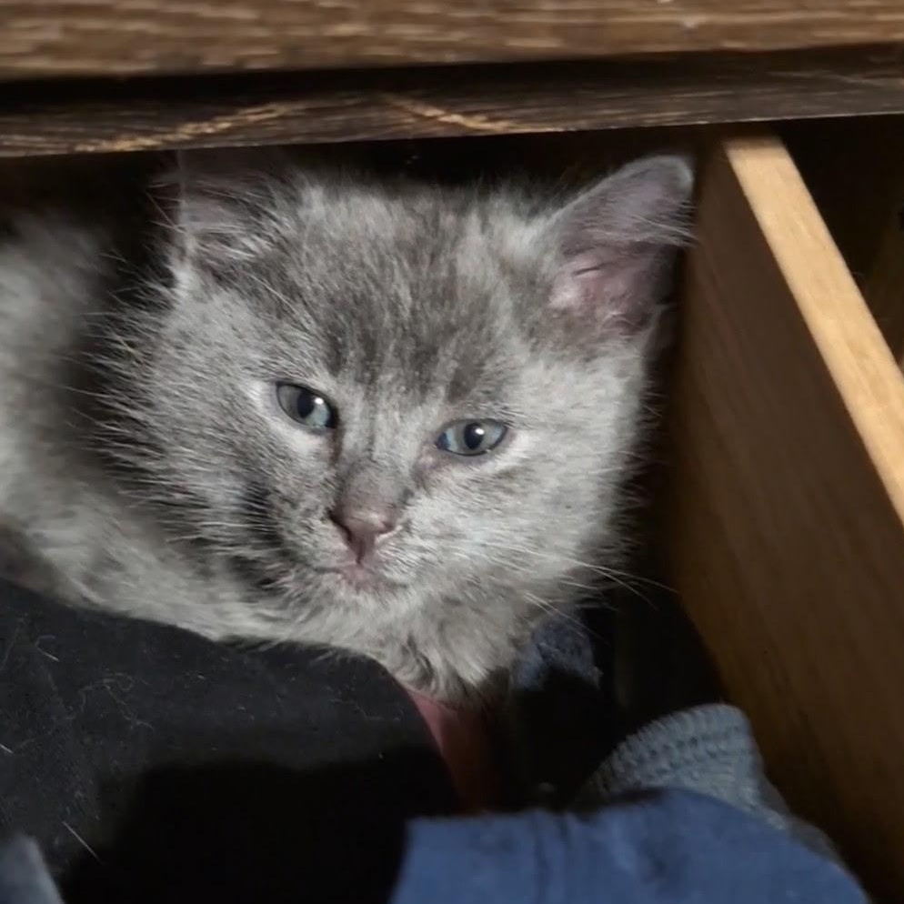 Jack, an adoptable Domestic Short Hair, Russian Blue in Pocatello, ID, 83201 | Photo Image 2