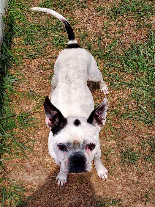 Louie, a Adopted mixed breed in St. Clairsville, OH image 2/2