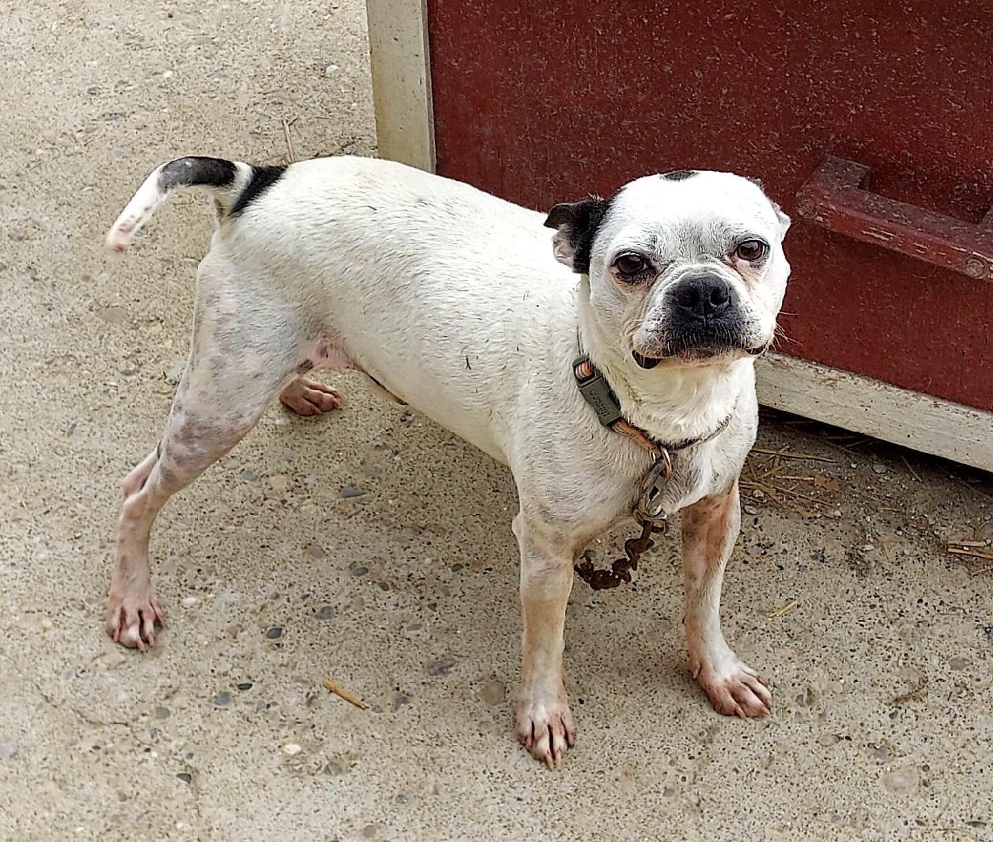Louie, Adopted, Adult Male Boston Terrier.