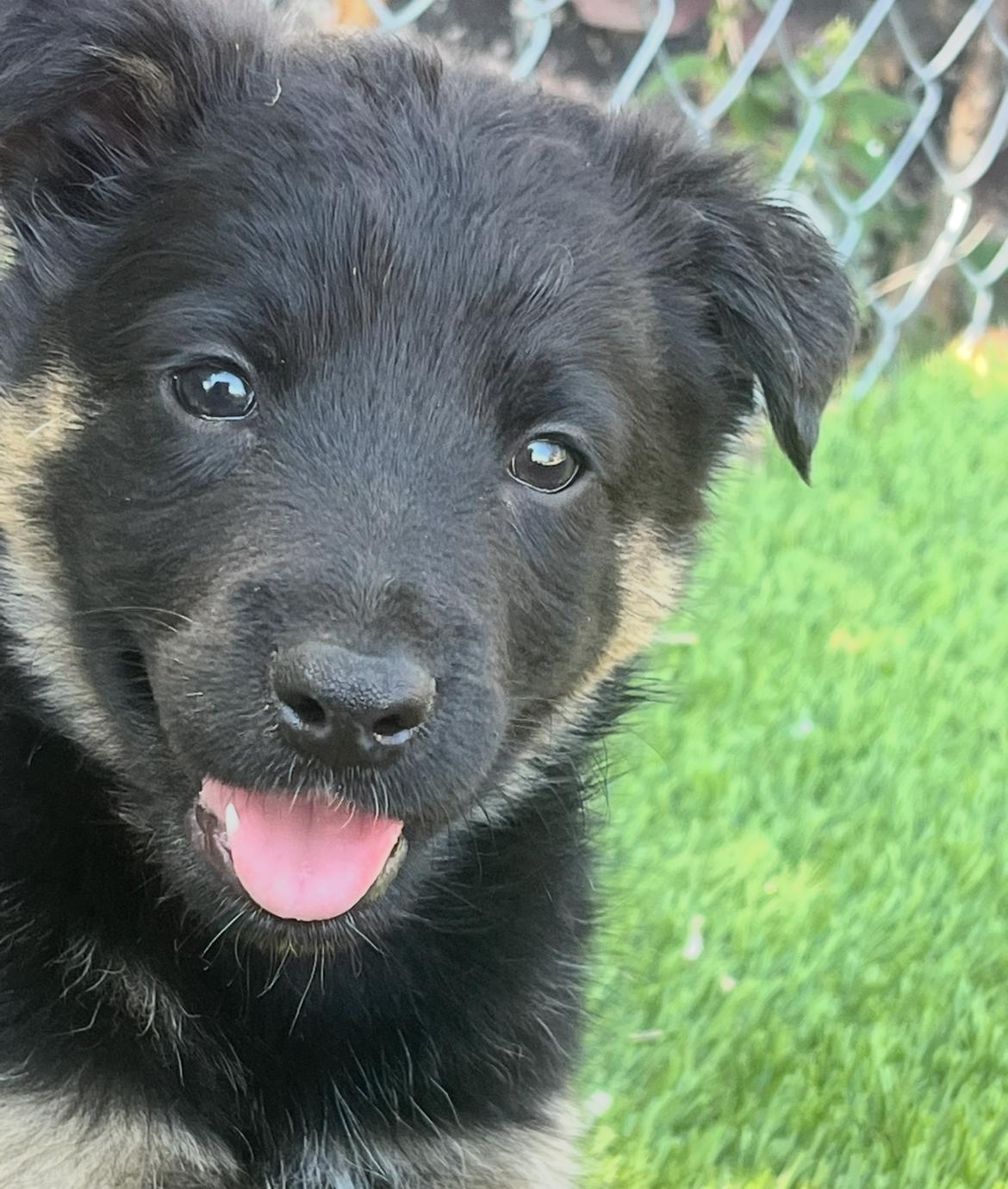 S'mores, adopted, Puppy Male Australian Shepherd.