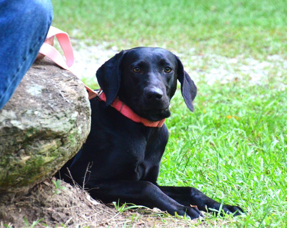 Enlarge Addie, a Adoptable Labrador Retriever in Willingboro, NJ image 1/3