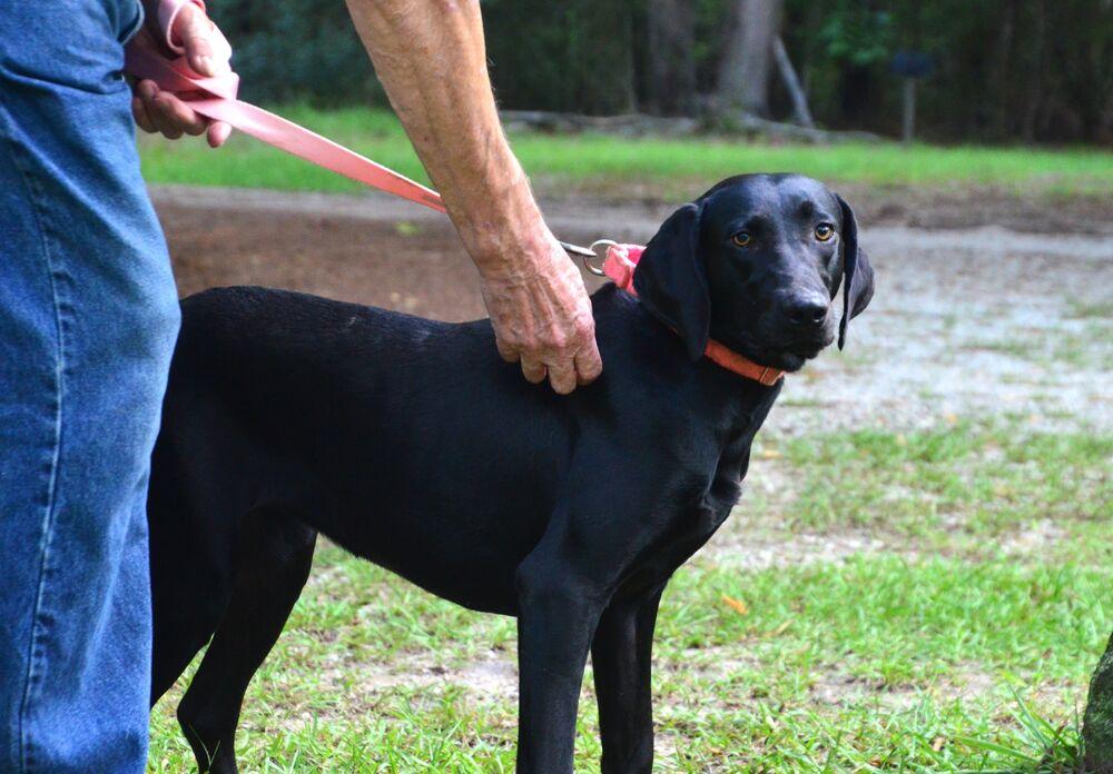 Enlarge Addie, a Adoptable Labrador Retriever in Willingboro, NJ image 2/3