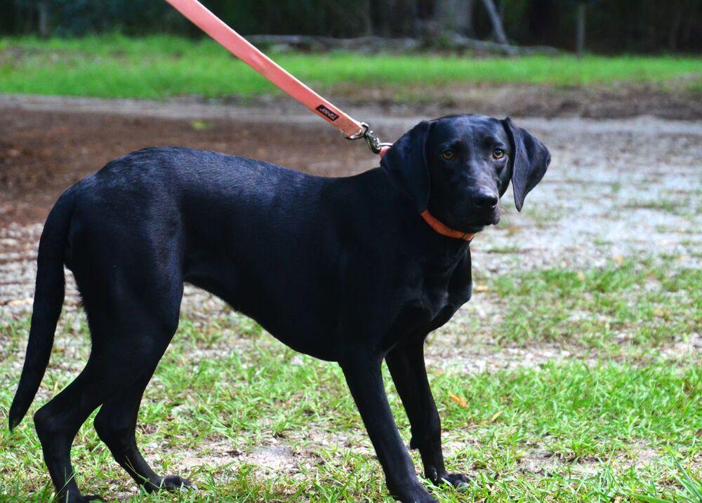 Enlarge Addie, a Adoptable Labrador Retriever in Willingboro, NJ image 3/3
