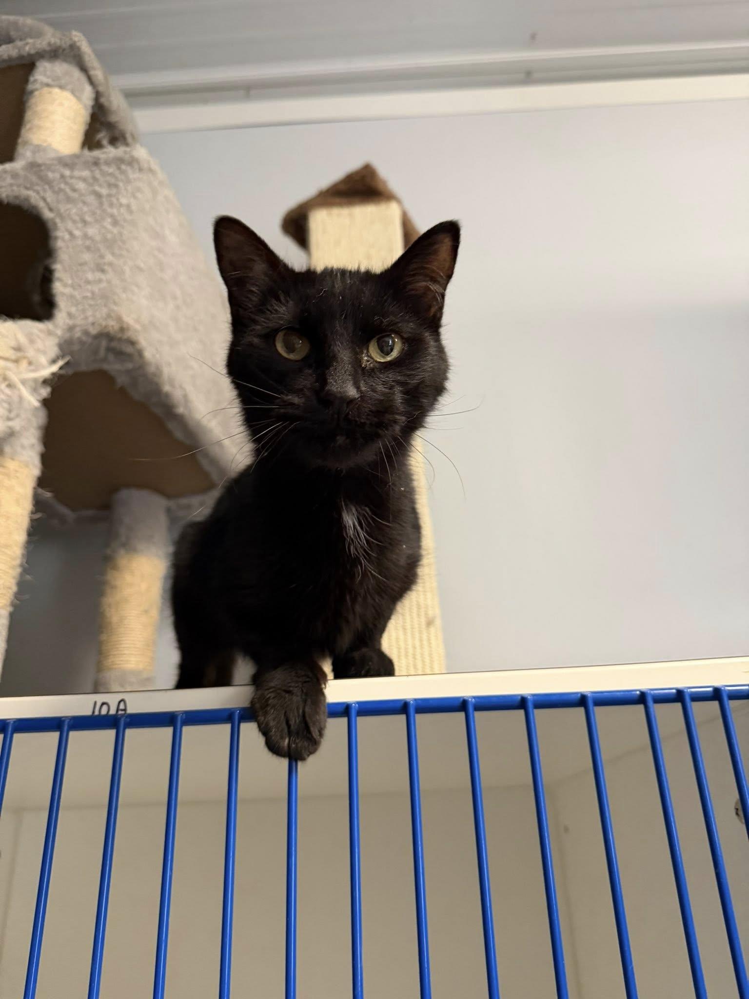 Bones, ADOPTABLE, Senior Male Domestic Short Hair.