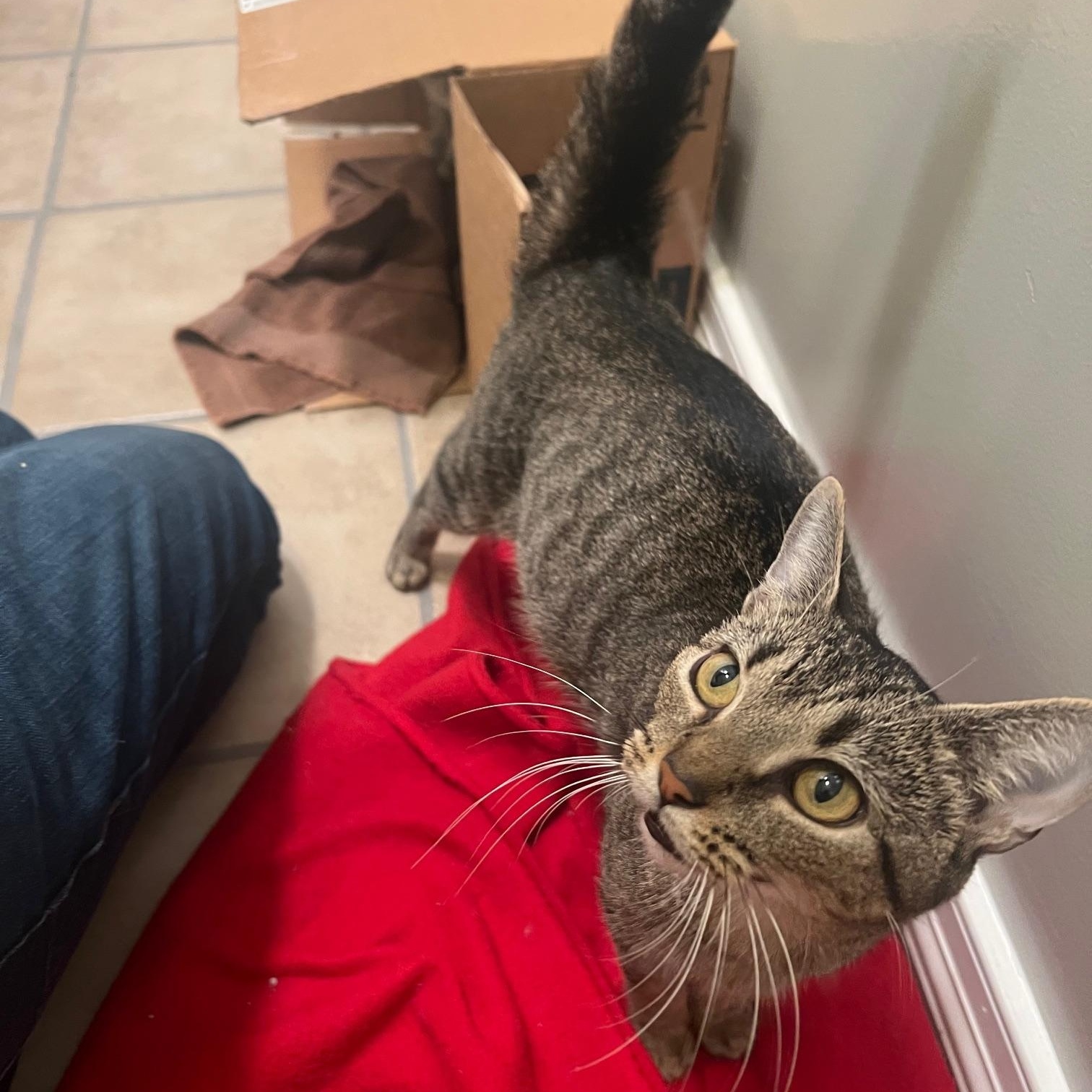 Lily, adopted, Adult Female Domestic Short Hair.