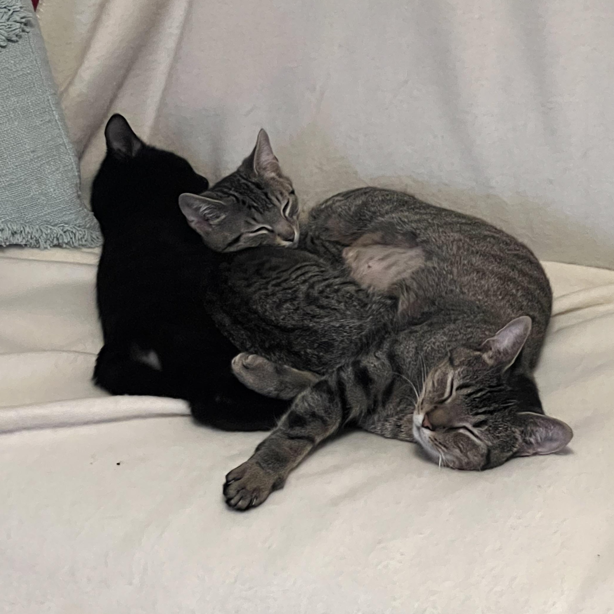 Enlarge Lily, an adopted Domestic Short Hair in Louisville, KY image 3/3