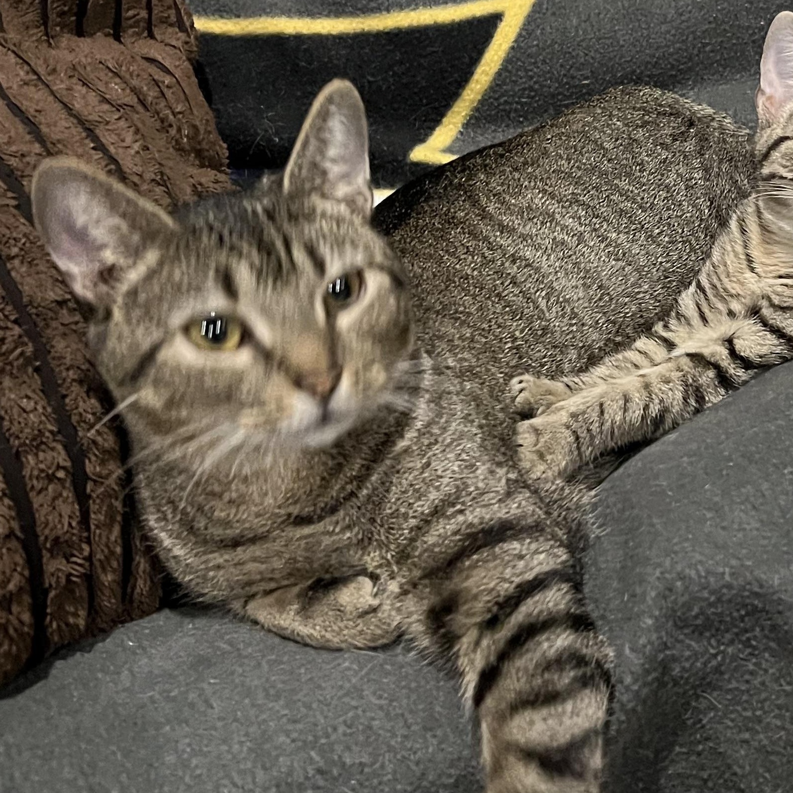 Enlarge Lily, an adopted Domestic Short Hair in Louisville, KY image 2/3