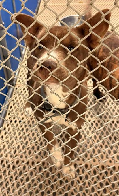 Cash, Adoptable, Adult Male Mixed Breed & Mixed Breed.