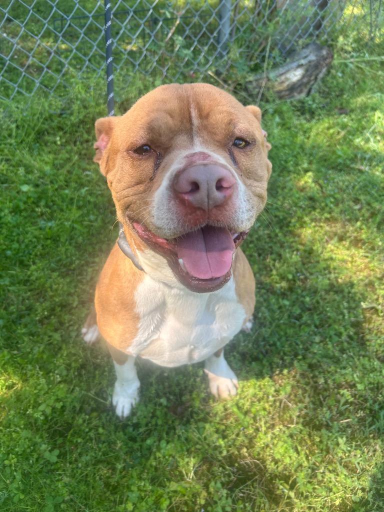 Bowdi, Adoptable, Adult Male American Bulldog.