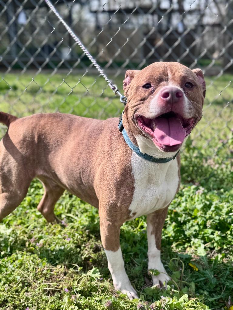 Enlarge Bowdi, a Adoptable American Bulldog in Russellville, KY image 2/4