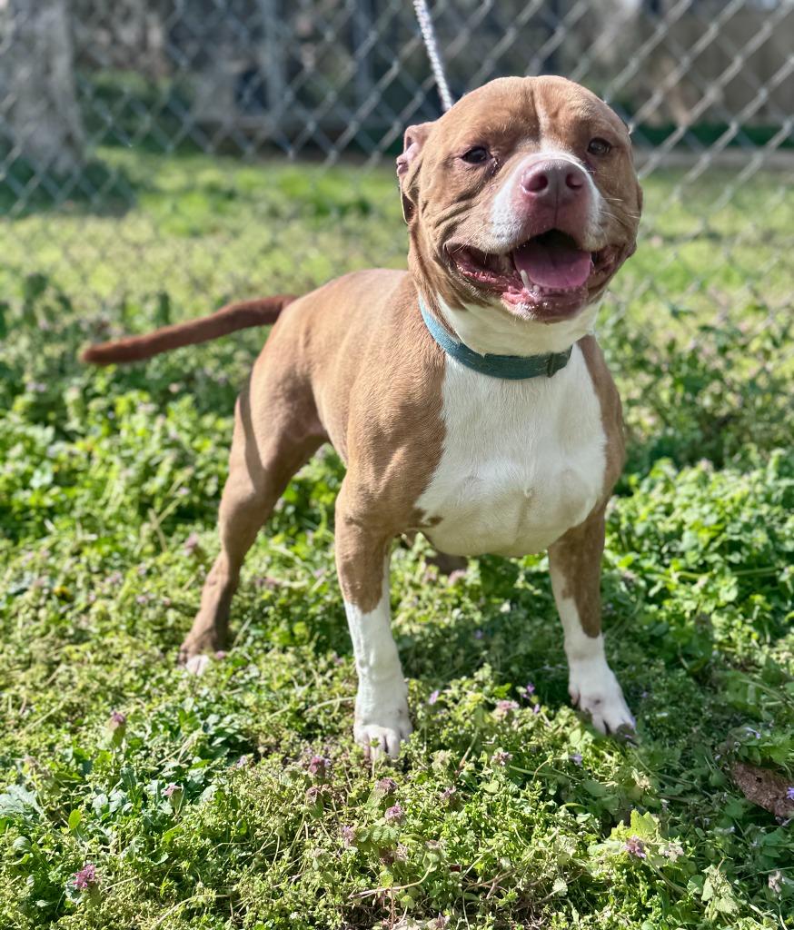 Enlarge Bowdi, a Adoptable American Bulldog in Russellville, KY image 3/4
