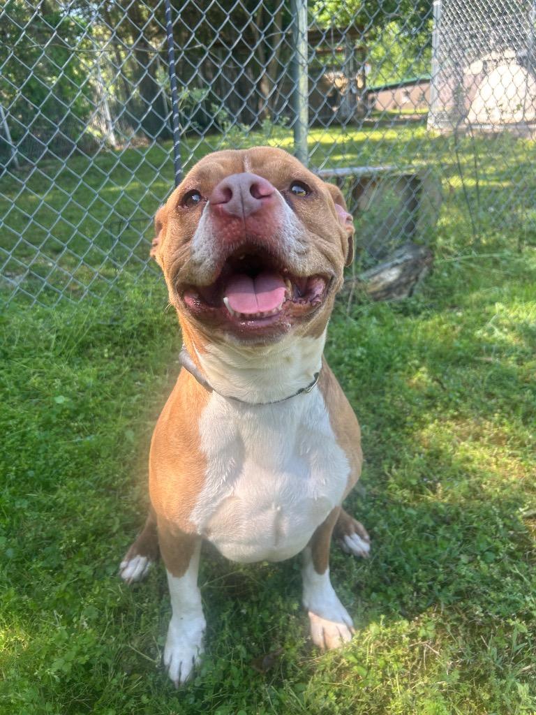 Enlarge Bowdi, a Adoptable American Bulldog in Russellville, KY image 4/4