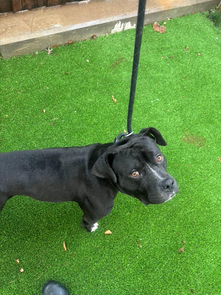 Clyde, Adoptable, Young Male Pit Bull Terrier.