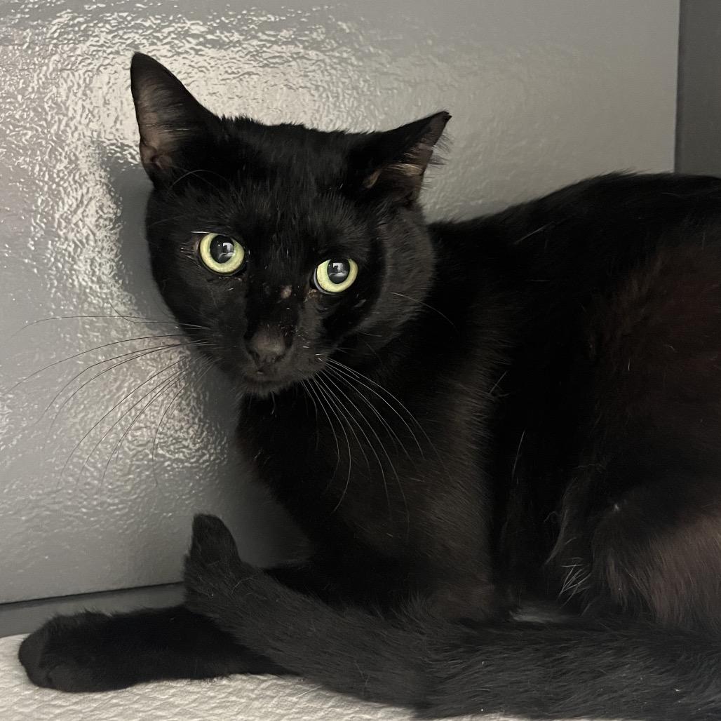 Phoenix, Adoptable, Adult Male Domestic Short Hair.