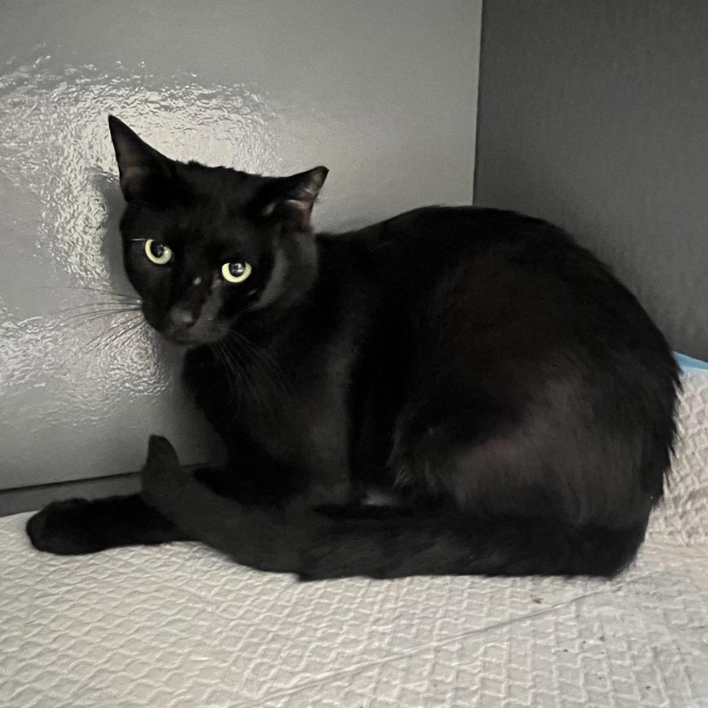 Enlarge Phoenix, a Adoptable Domestic Short Hair in Overland Park, KS image 2/6
