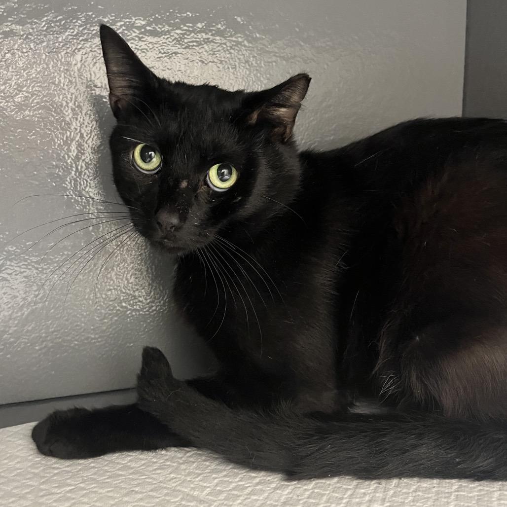 Enlarge Phoenix, a Adoptable Domestic Short Hair in Overland Park, KS image 3/6