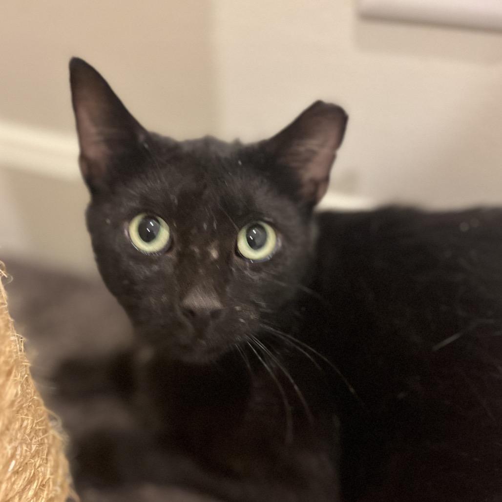 Enlarge Phoenix, a Adoptable Domestic Short Hair in Overland Park, KS image 4/6