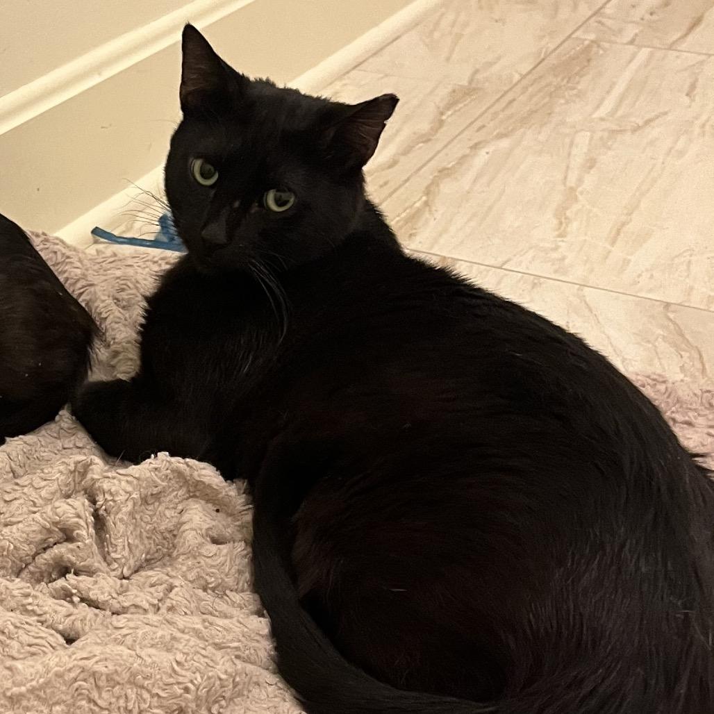 Enlarge Phoenix, a Adoptable Domestic Short Hair in Overland Park, KS image 5/6