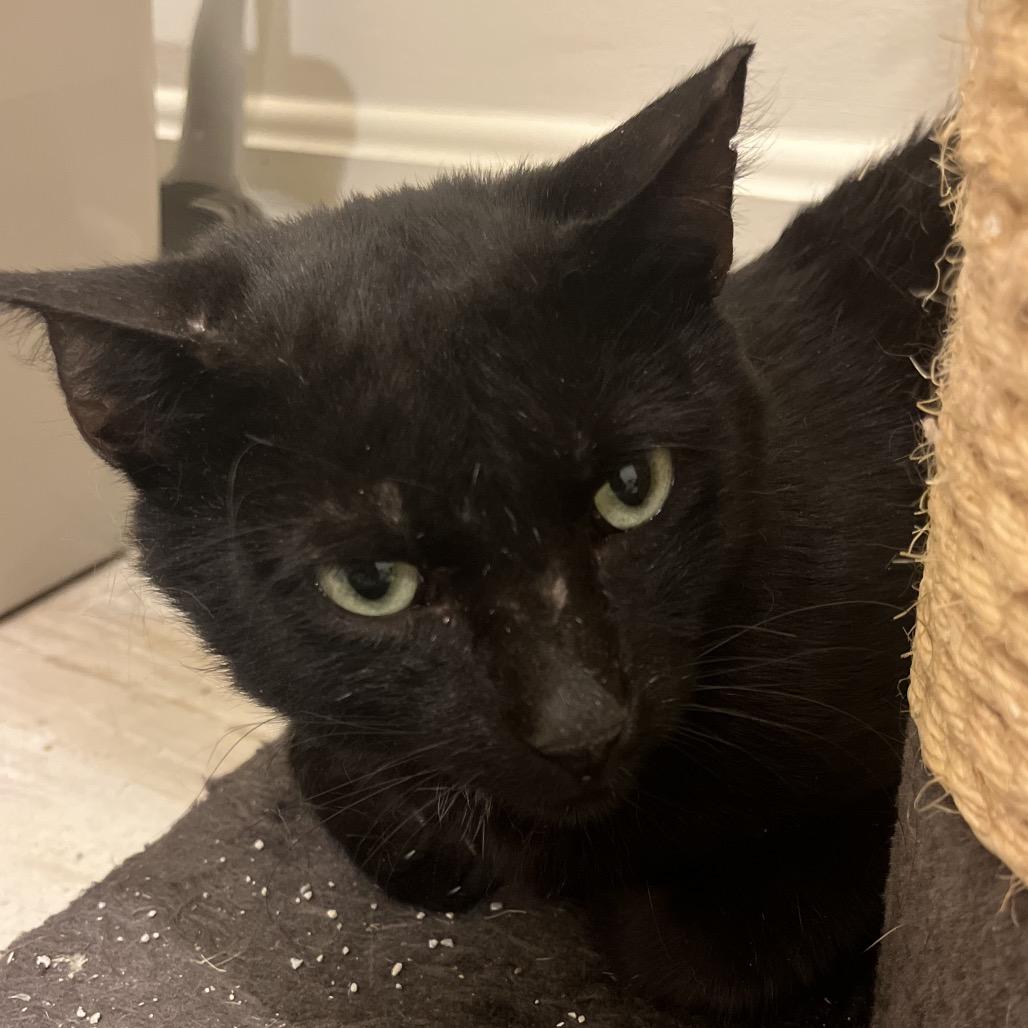 Enlarge Phoenix, a Adoptable Domestic Short Hair in Overland Park, KS image 6/6