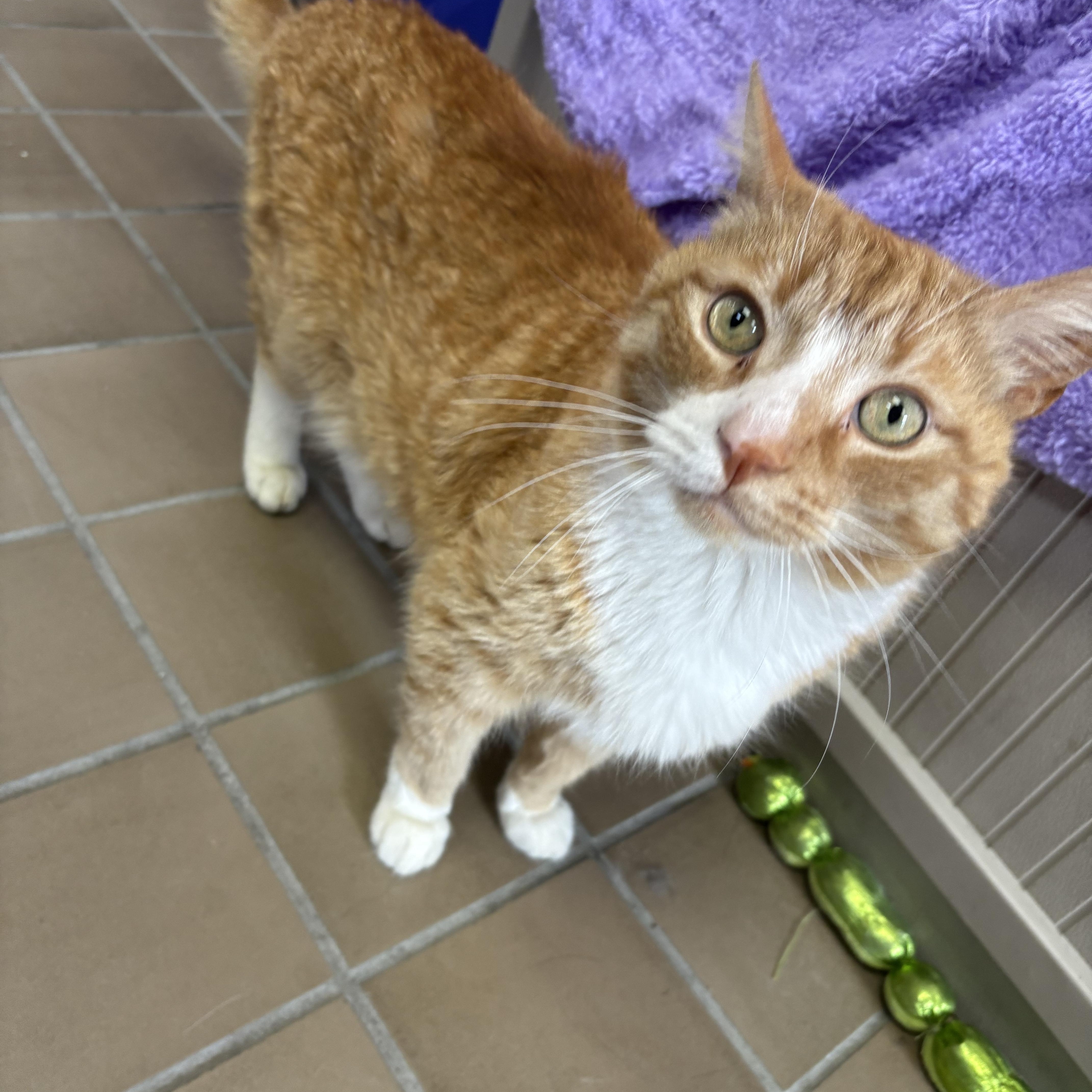 Garfield
