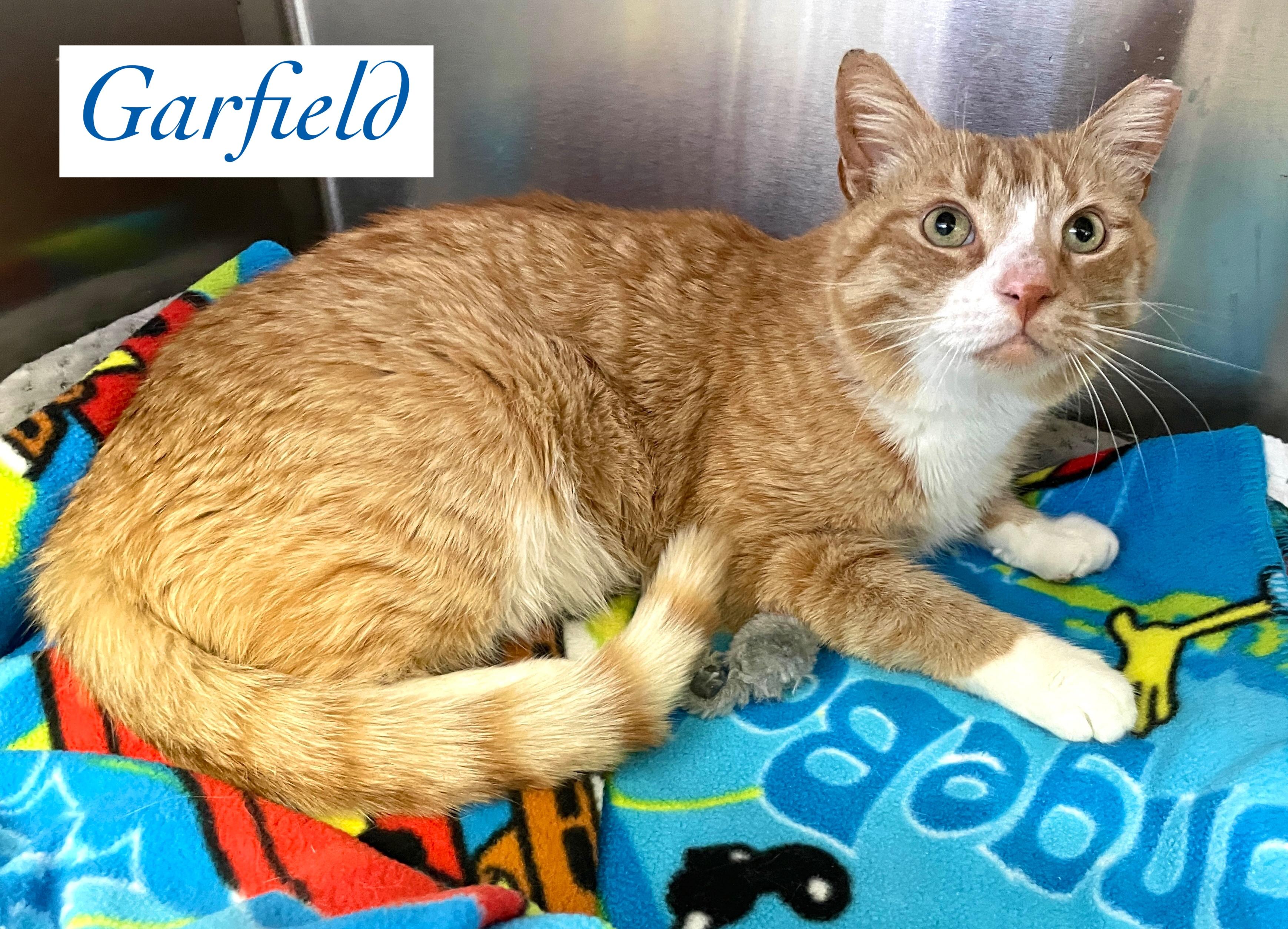 Garfield
